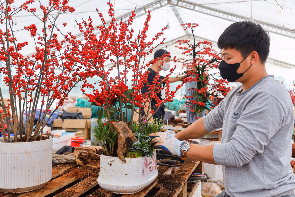 Đào đông đưa về được người thợ ghép và tạo dáng để hoàn thiện, phù hợp với thẩm mỹ của người dân. . Ảnh: Khánh Huy