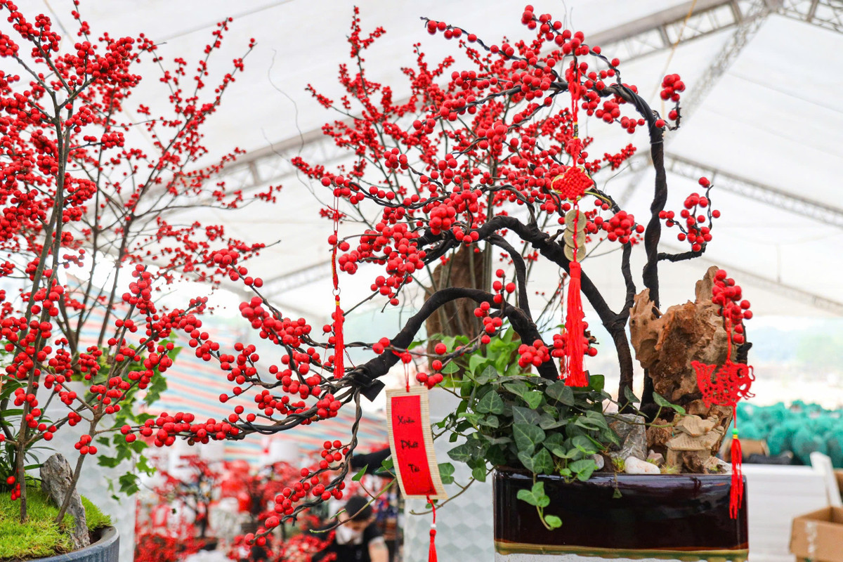 Cây có thể để nguyên dáng tròn thô hoặc tạo dáng bonsai bắt mắt. . Ảnh: Khánh Huy