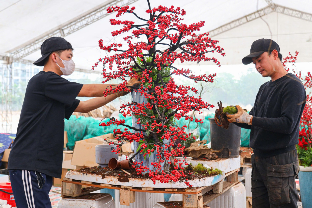 Bên cạnh vẻ đẹp ngoại hình, đào đông còn mang ý nghĩa phong thủy sâu sắc, tượng trưng cho sự may mắn, thịnh vượng và trường thọ. . Ảnh: Khánh Huy