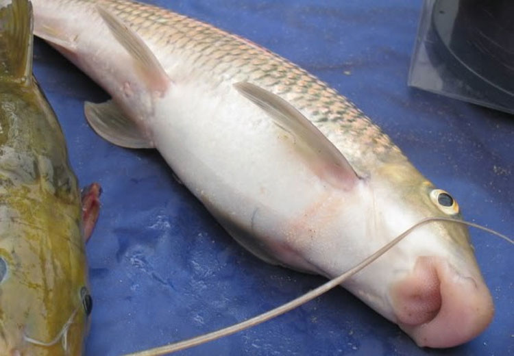 Cá anh vũ chế biến thành món nướng, chả, nấu và hấp lá gừng đều rất ngon. Ảnh: Internet