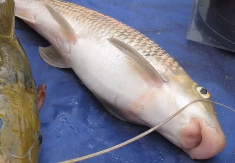 Cá anh vũ chế biến thành món nướng, chả, nấu và hấp lá gừng đều rất ngon. Ảnh: Internet