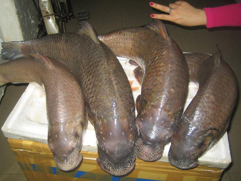 Những người từng được thưởng thức cá anh vũ cho biết loài cá này ít xương dăm, thịt thơm và ngọt. Ảnh: Internet