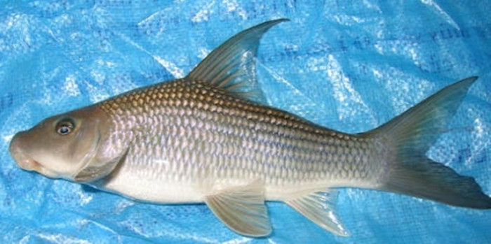 Cá anh vũ thân dày, thuôn dần về phía đuôi, không có râu. Ảnh: Internet