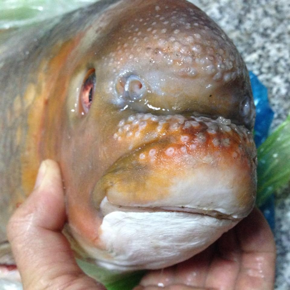 Tại Việt Nam, cá anh vũ có thể phân ra làm 3 loại, bao gồm cá anh vũ Tây Nguyên, cá anh vũ Phú Thọ và cá anh vũ đầu vàng. Ảnh: Facebook