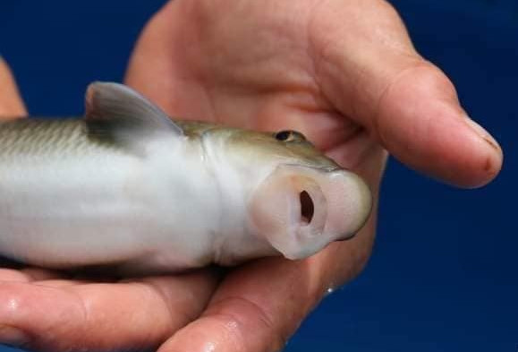 Theo ghi nhận của Tổ chức Lương thực và Nông nghiệp Liên Hợp Quốc (FAO) và mạng lưới dành cho các nhà khoa học ReseachGate, cá anh vũ mới chỉ được ghi nhận tại Trung Quốc và Việt Nam. Ảnh: Nông nghiệp