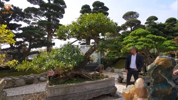 Trong khu cây cảnh Việt, đặc biệt nhất là cây hồng xiêm được tỉa theo thế riêng, có tuổi đời lên tới hơn 100 năm. Ảnh chụp màn hình NhaTo