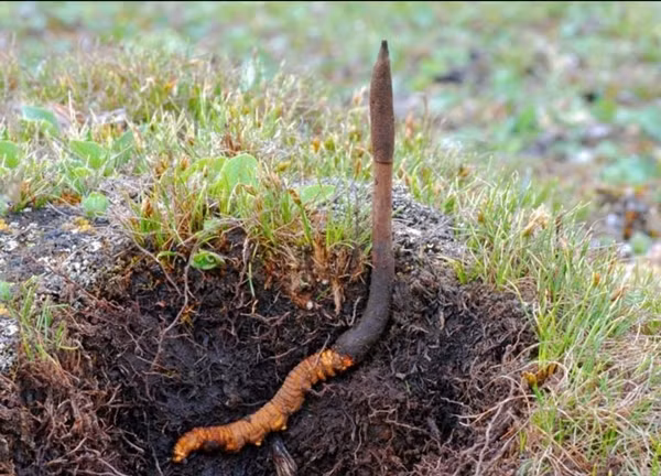  Đông trùng hạ thảo là sự hợp sinh giữa nấm và sâu rất đặc biệt. Vào mùa đông ẩm ướt, bề ngoài đông trùng hạ thảo giống như những con côn trùng (động vật). Ảnh: Internet