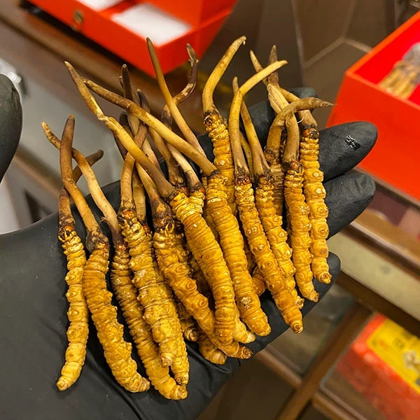Tại Việt Nam, đông trùng hạ thảo có giá dao động từ 100-500 triệu đồng/kg, tùy loại. Ảnh: Thegioiruoungam