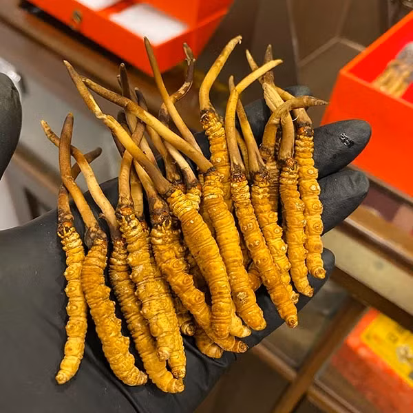 Tại Việt Nam, đông trùng hạ thảo có giá dao động từ 100-500 triệu đồng/kg, tùy loại. Ảnh: Thegioiruoungam