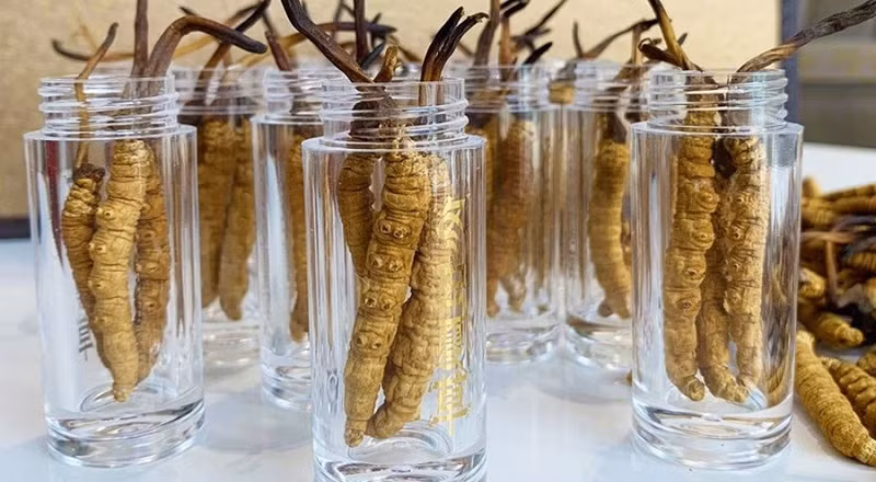 Trong đó, đông trùng hạ thảo Tây Tạng có giá khởi điểm khoảng 700 triệu đồng/kg, với loại đắt nhất lên tới 2,2 tỷ đồng/kg, tương đương giá trị của một căn hộ chung cư. Ảnh: DuocthaoThienPhuc