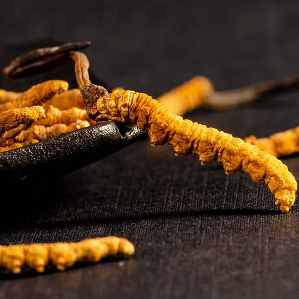 Dù đắt nhưng đông trùng hạ thảo Tây Tạng luôn trong tình trạng "cháy hàng", nhất là dịp Tết Nguyên đán.