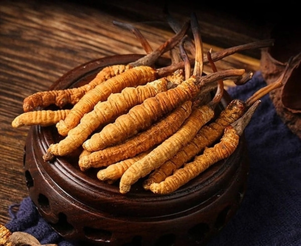 Đây là lý do khiến loại sâu cỏ có xuất xứ từ vùng Tây Tạng này được giới nhà giàu săn mua, dù giá "đắt hơn vàng ròng". Ảnh: Alofood