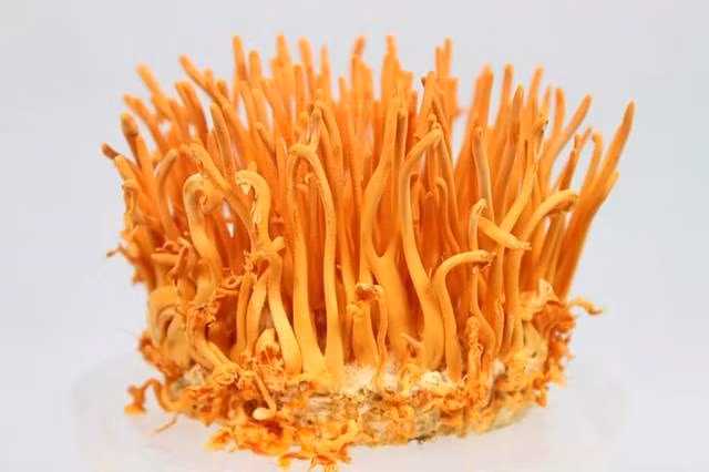 Nhưng sang mùa hè, nấm mọc ra khỏi sâu thành ngọn cỏ (thực vật/thảo mộc), vươn lên khỏi mặt đất và phát tán các bào tử. Ảnh: Báo Bình Phước