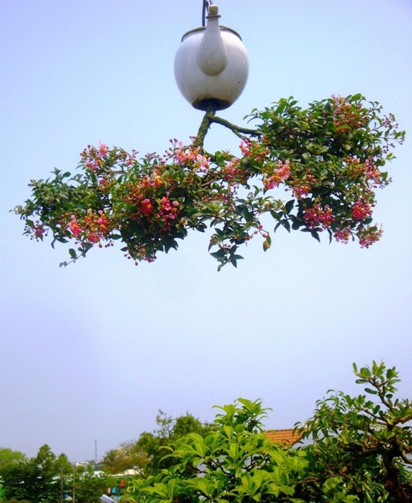 Sau hơn 10 năm theo đuổi, đến nay ông Lê Thạnh đã thành công với nhiều tác phẩm bonsai ngược, mở ra một trào lưu mới trong giới yêu cây cảnh. Nhiều người gọi ông là "dị nhân" trong làng bonsai. Ảnh: Tiền phong