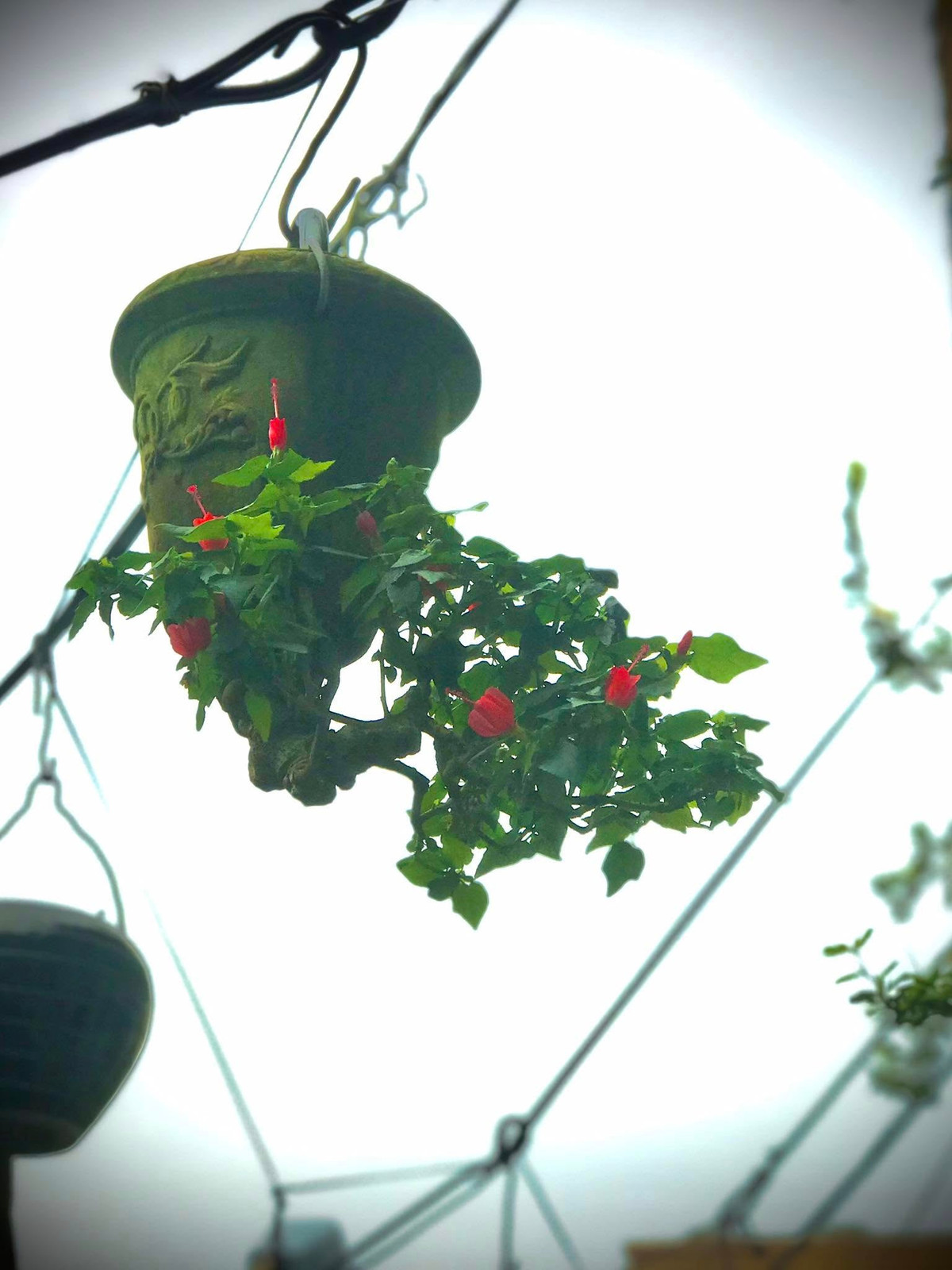 Chậu cho bonsai ngược có thể là lu, lộc bình, chai rượu… phù hợp với từng dáng, thế cây. Ảnh: FB Lê Thạnh