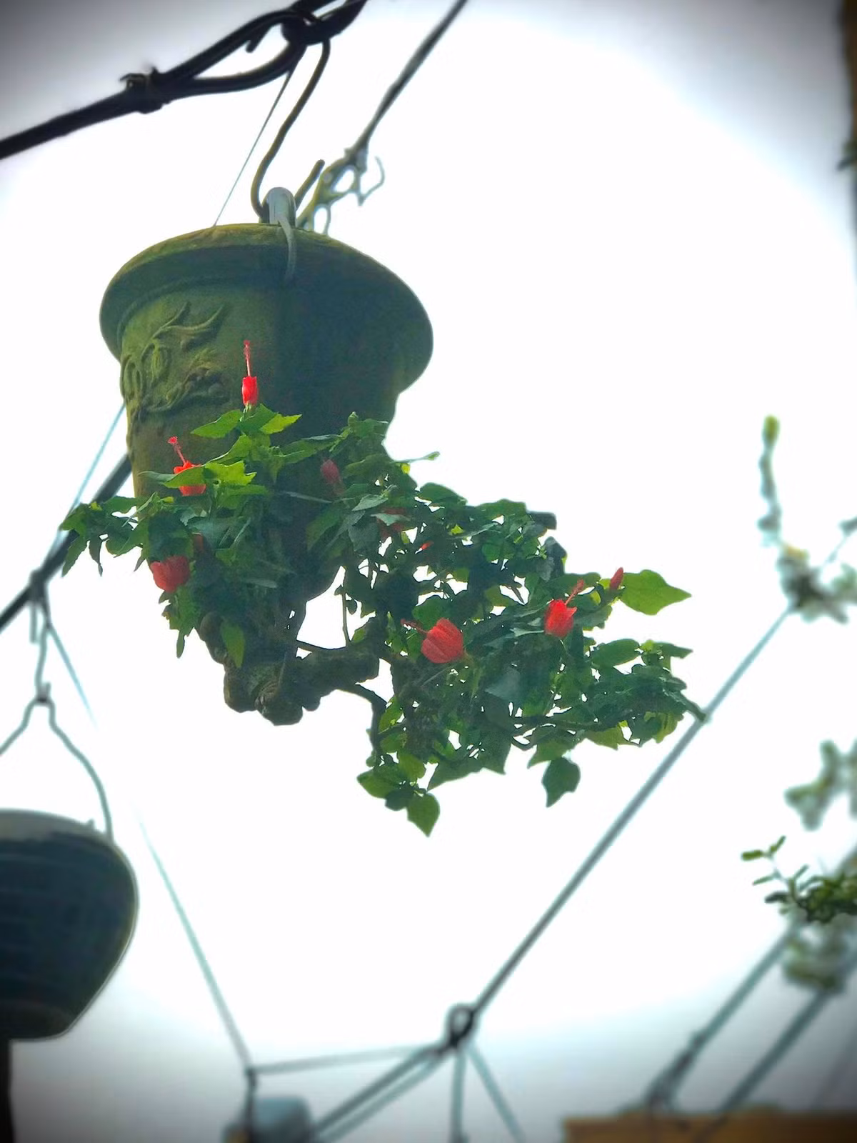 Chậu cho bonsai ngược có thể là lu, lộc bình, chai rượu… phù hợp với từng dáng, thế cây. Ảnh: FB Lê Thạnh