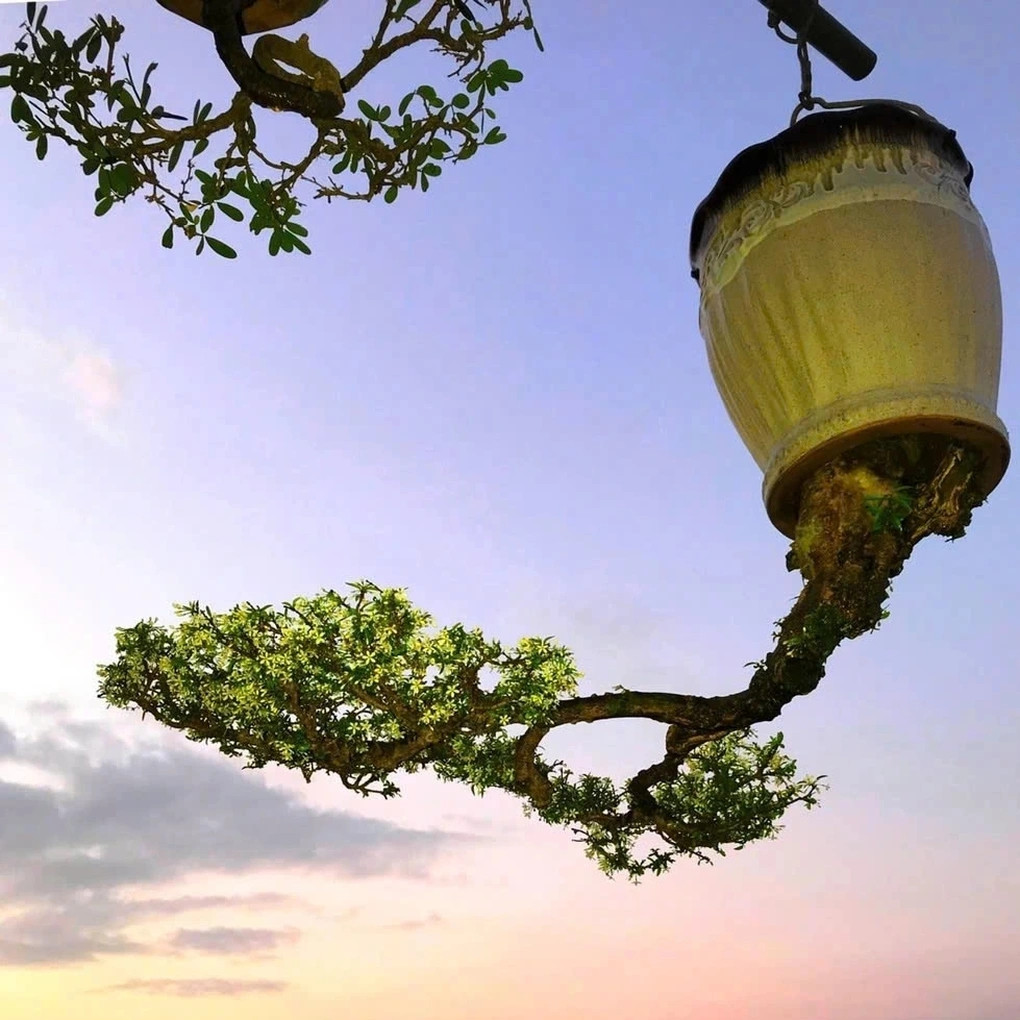 Cây mai chiếu thủy, dòng "kim giòn" được giới bonsai ưa chuộng bởi màu trắng tinh khôi và hương thơm dễ chịu Ảnh: Lê Thạnh