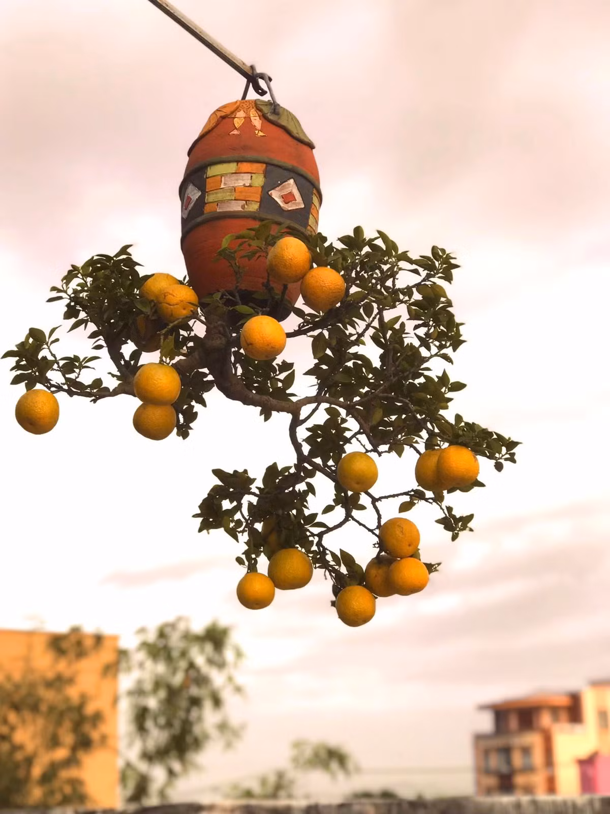 Tháng 12/2020, ông Lê Thạnh được tổ chức Kỷ lục Việt Nam trao bằng xác lập Kỷ lục "Người tạo tác phẩm bonsai ngược nhiều nhất Việt Nam". Ảnh: FB Lê Thạnh