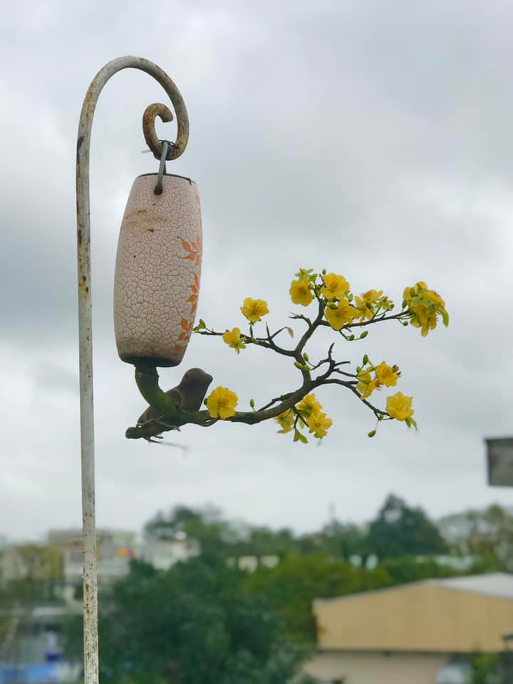 Ông cho biết, bằng cách kết hợp kiến thức về cây cối và kỹ thuật nghệ thuật, người nghệ nhân bonsai có thể tạo ra những tác phẩm mang tính nghệ thuật cao và sâu sắc. Ảnh: FB Lê Thạnh