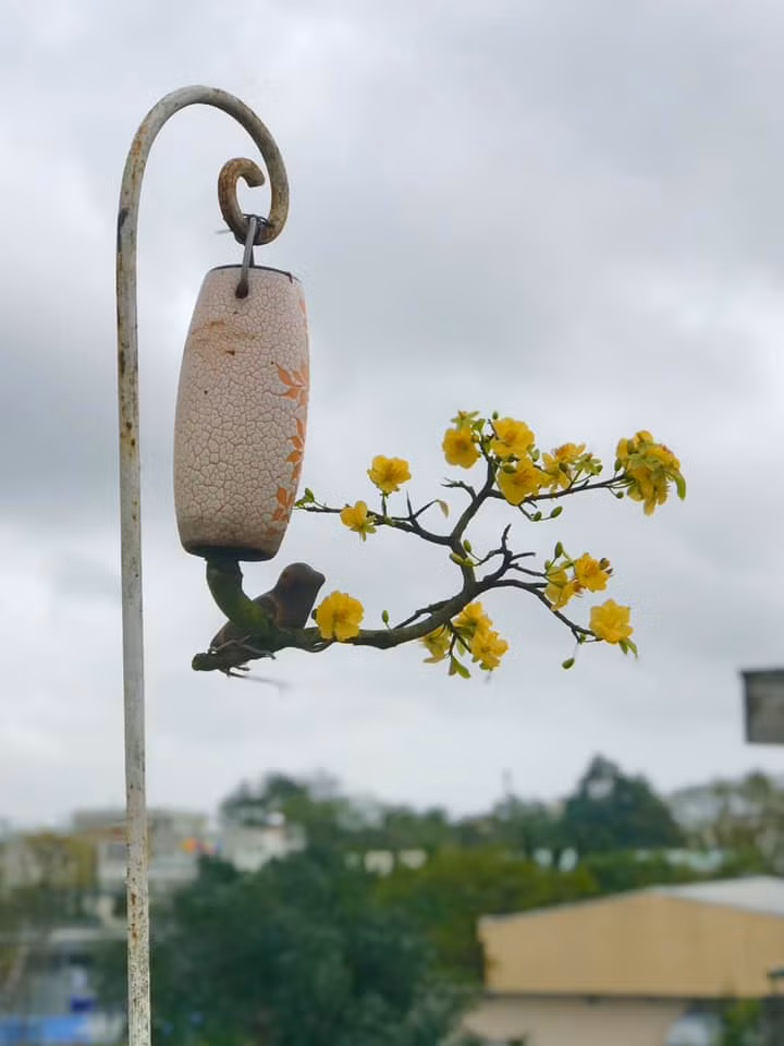 Ông cho biết, bằng cách kết hợp kiến thức về cây cối và kỹ thuật nghệ thuật, người nghệ nhân bonsai có thể tạo ra những tác phẩm mang tính nghệ thuật cao và sâu sắc. Ảnh: FB Lê Thạnh