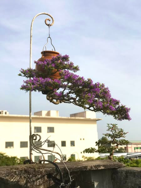 Ông Lê Thạnh đã tạo tác hàng trăm tác phẩm bonsai ngược độc nhất vô nhị tại Việt Nam. Ảnh: FB Lê Thạnh