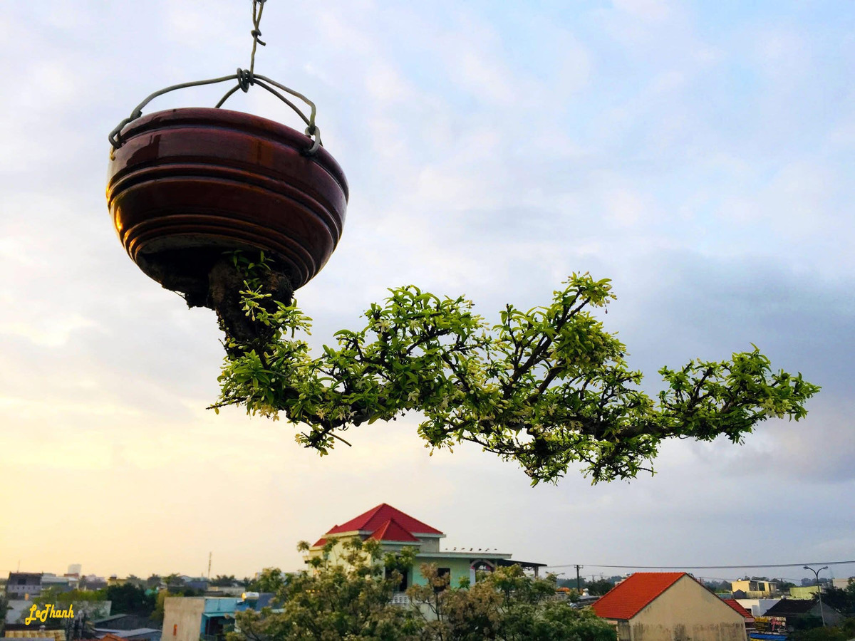 Theo ông Lê Thạnh, nghệ thuật bonsai kinh điển quan niệm bonsai là nghệ thuật tái hiện hình tượng cây cối từ thiên nhiên vào trong tác phẩm. Ảnh: FB Lê Thạnh