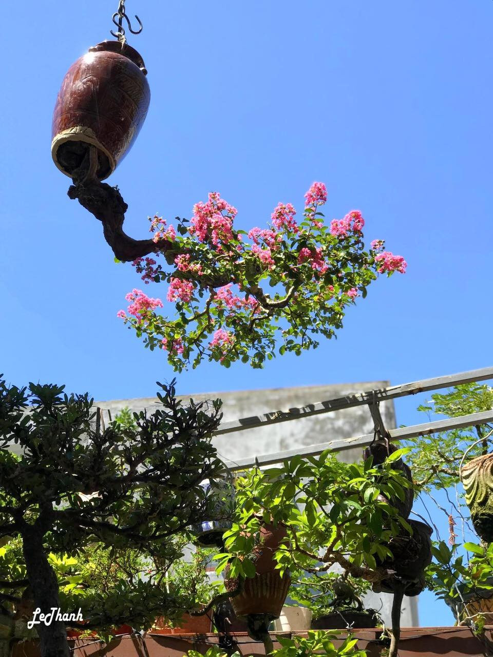 Sân thượng rộng khoảng 80m2 được ông dùng làm không gian sáng tạo, trưng bày khoảng 100 chậu bonsai ngược. Ảnh: FB Lê Thạnh