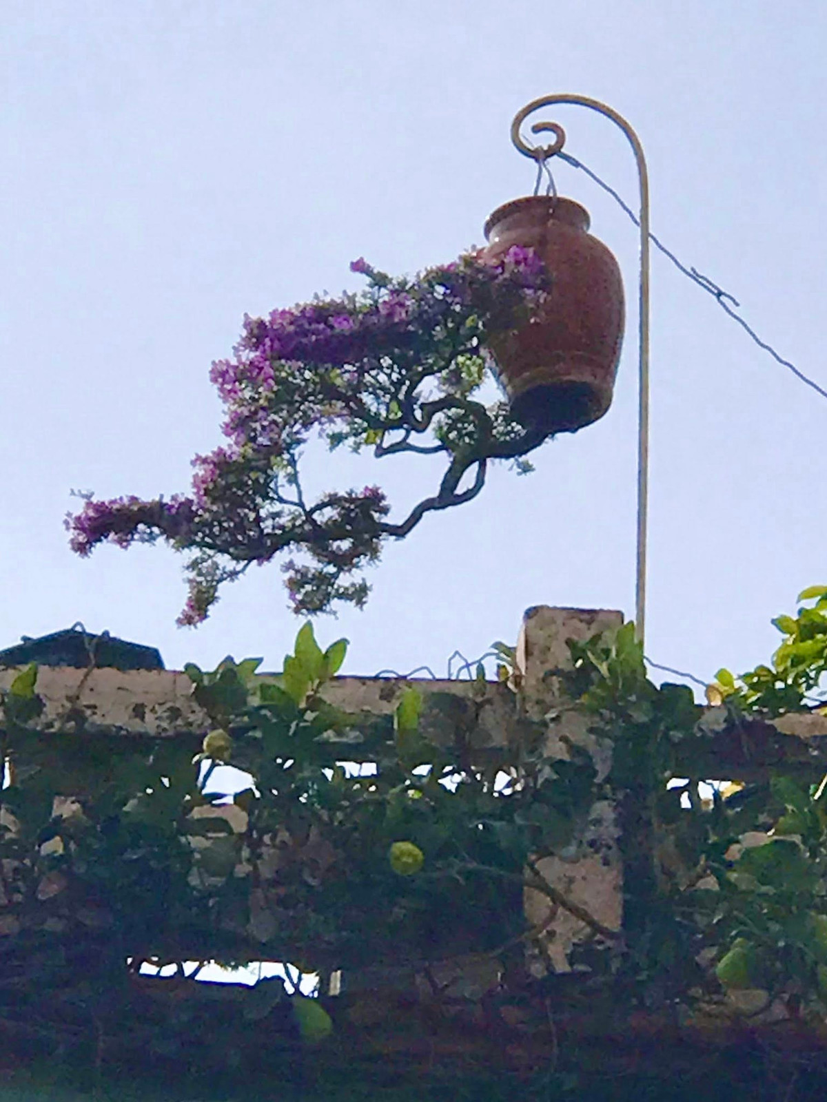 Các loại cây cảnh đa dạng gồm mai chiếu thủy, linh sam trắng, tím, hồng ngọc, kim quyết, lộc vừng, hoa giấy… Ảnh: FB Lê Thạnh