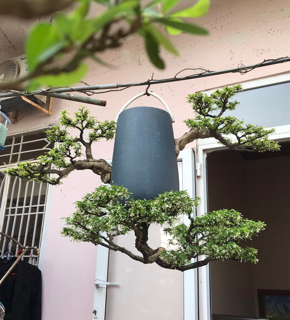 Ý tưởng về bonsai mọc ngược được ông Thạnh manh nha từ năm 2010, với những tác phẩm ban đầu còn rất khiêm tốn cả về kích thước lẫn giá trị. Ảnh: FB Lê Thạnh