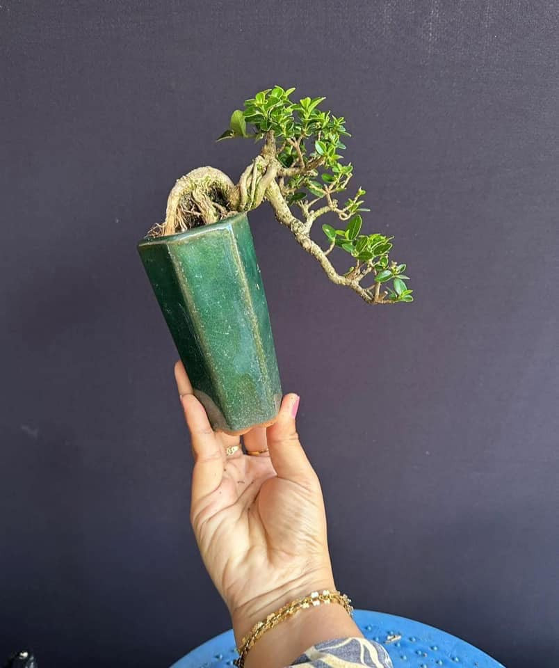 Nếu lơ là không theo dõi, uốn tỉa để cây lớn nhanh thì rất dễ phải trồng lại từ đầu. Ảnh: Facebook