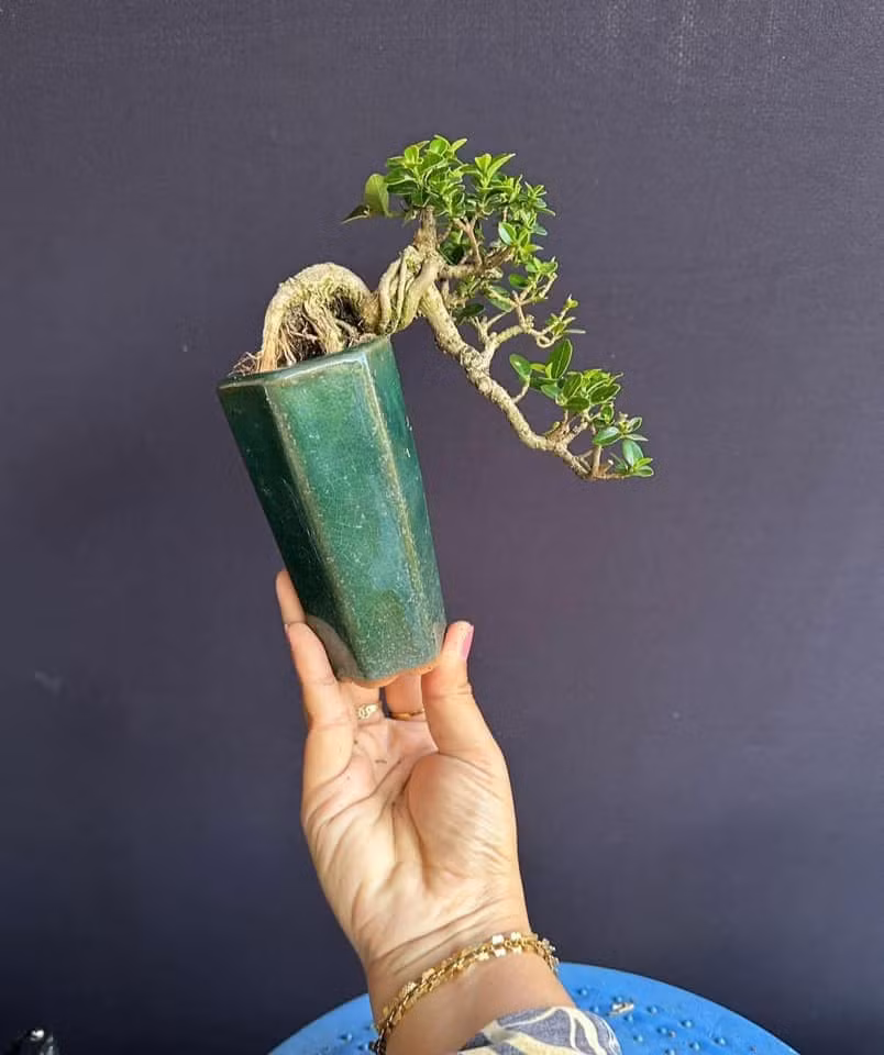 Nếu lơ là không theo dõi, uốn tỉa để cây lớn nhanh thì rất dễ phải trồng lại từ đầu. Ảnh: Facebook