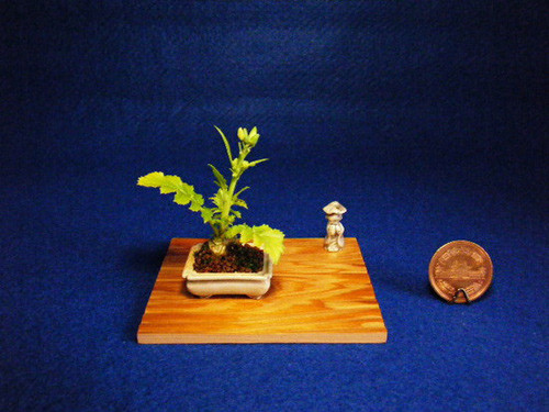 Đáng chú ý, một số loại rau cũng được trồng thành bonsai mini. Ảnh: Facebook