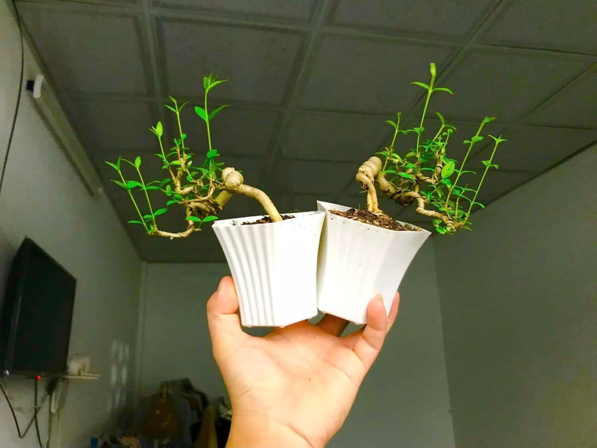 Khi cây phát triển mạnh, người trồng dùng dụng cụ để uốn, phân tán cành, tầng, tỉa lá để tạo dáng, đồng thời theo dõi suốt quá trình phát triển một cách thường xuyên. Ảnh: FB Bonsai Viet-thai