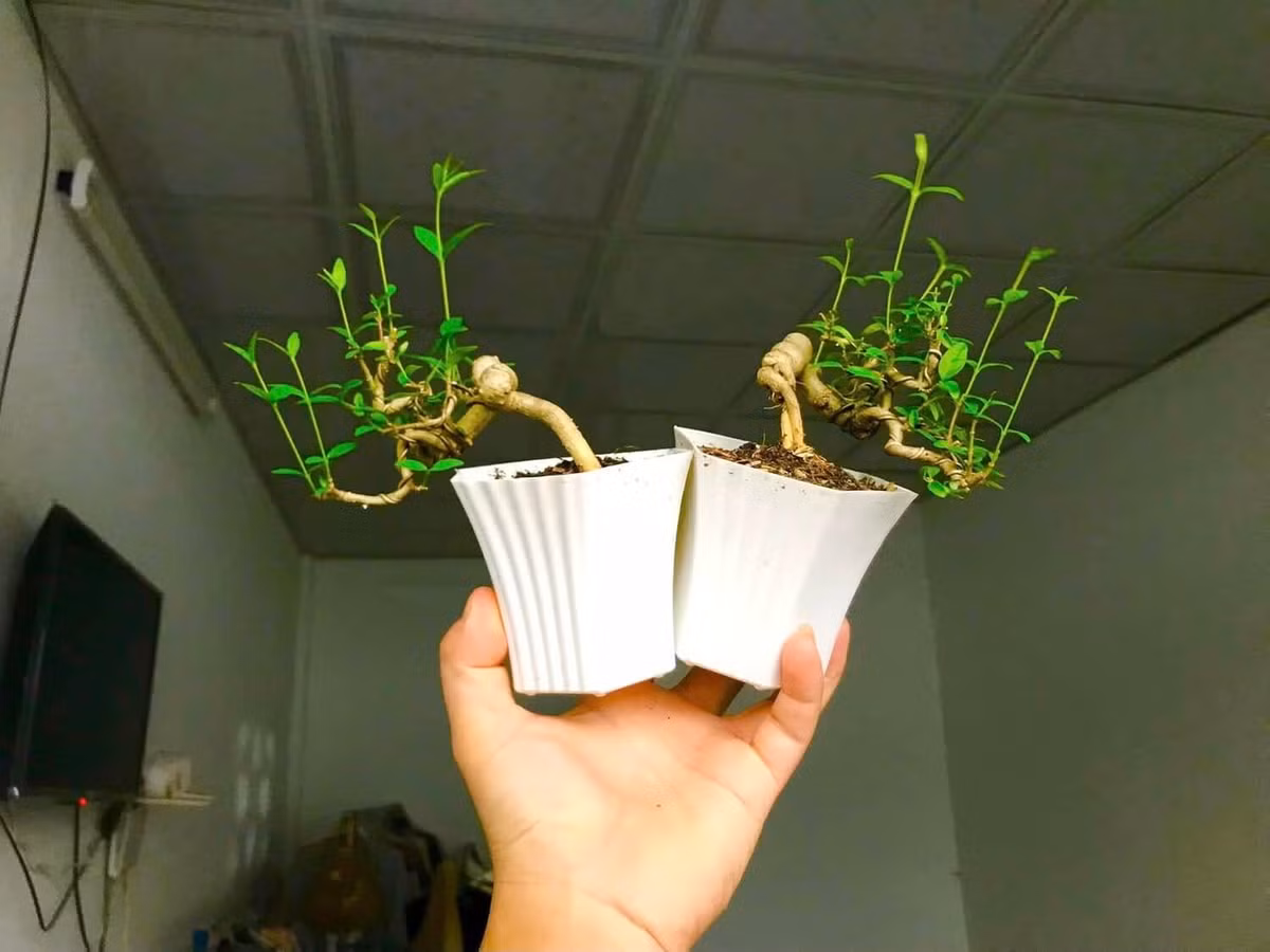 Khi cây phát triển mạnh, người trồng dùng dụng cụ để uốn, phân tán cành, tầng, tỉa lá để tạo dáng, đồng thời theo dõi suốt quá trình phát triển một cách thường xuyên. Ảnh: FB Bonsai Viet-thai