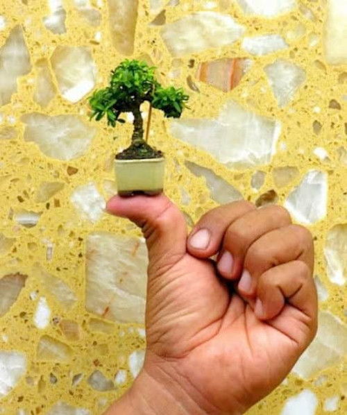 Nhiều chậu bonsai siêu nhỏ có thể đặt trên đầu ngón tay. Ảnh: Internet