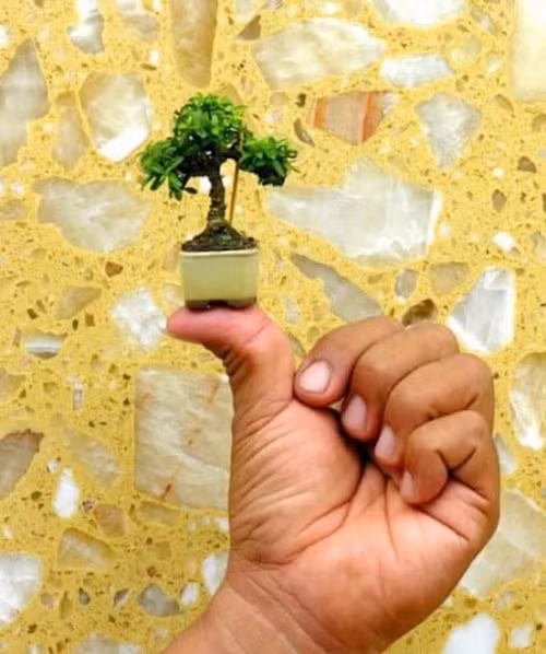 Nhiều chậu bonsai siêu nhỏ có thể đặt trên đầu ngón tay. Ảnh: Internet