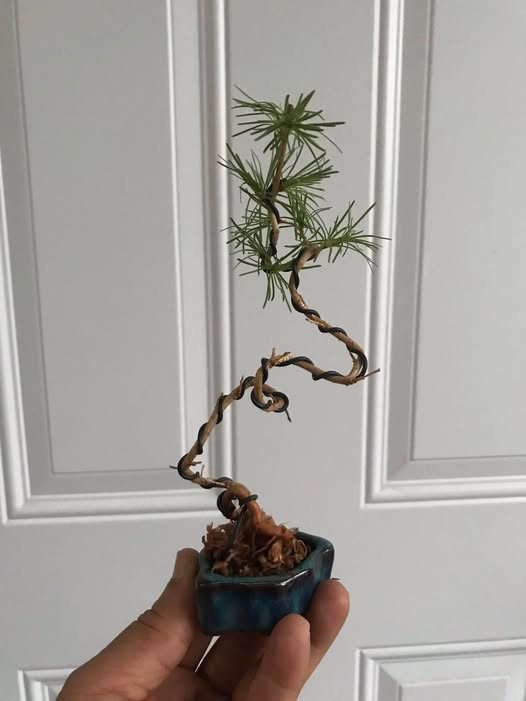 Dù kích thước rất nhỏ song bonsai ti hon mang đầy đủ mọi tiêu chuẩn như bonsai bình thường. Ảnh: Facebook
