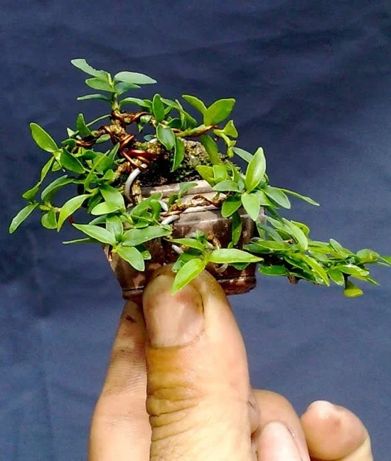 Bên cạnh những chậu bonsai bình thường, nhiều năm nay, giới chơi cây cảnh còn ưa chuộng bonsai ti hon với kích thước chỉ vài cm. Ảnh: Dân Việt