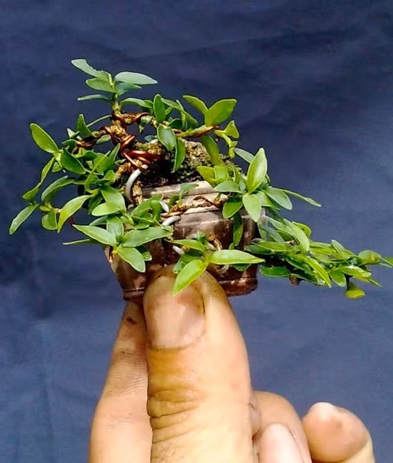 Bên cạnh những chậu bonsai bình thường, nhiều năm nay, giới chơi cây cảnh còn ưa chuộng bonsai ti hon với kích thước chỉ vài cm. Ảnh: Dân Việt