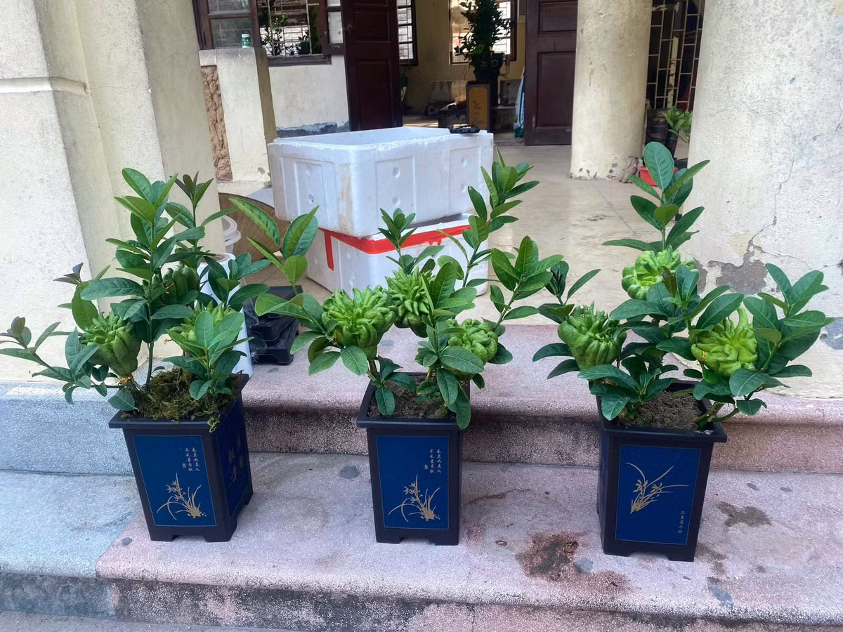 Trong khi đó, một cây phật thủ kích thước lớn hơn một chút gồm 3 quả giá trung bình khoảng 1 triệu đồng. Ảnh: FB Mai Thanh Tú