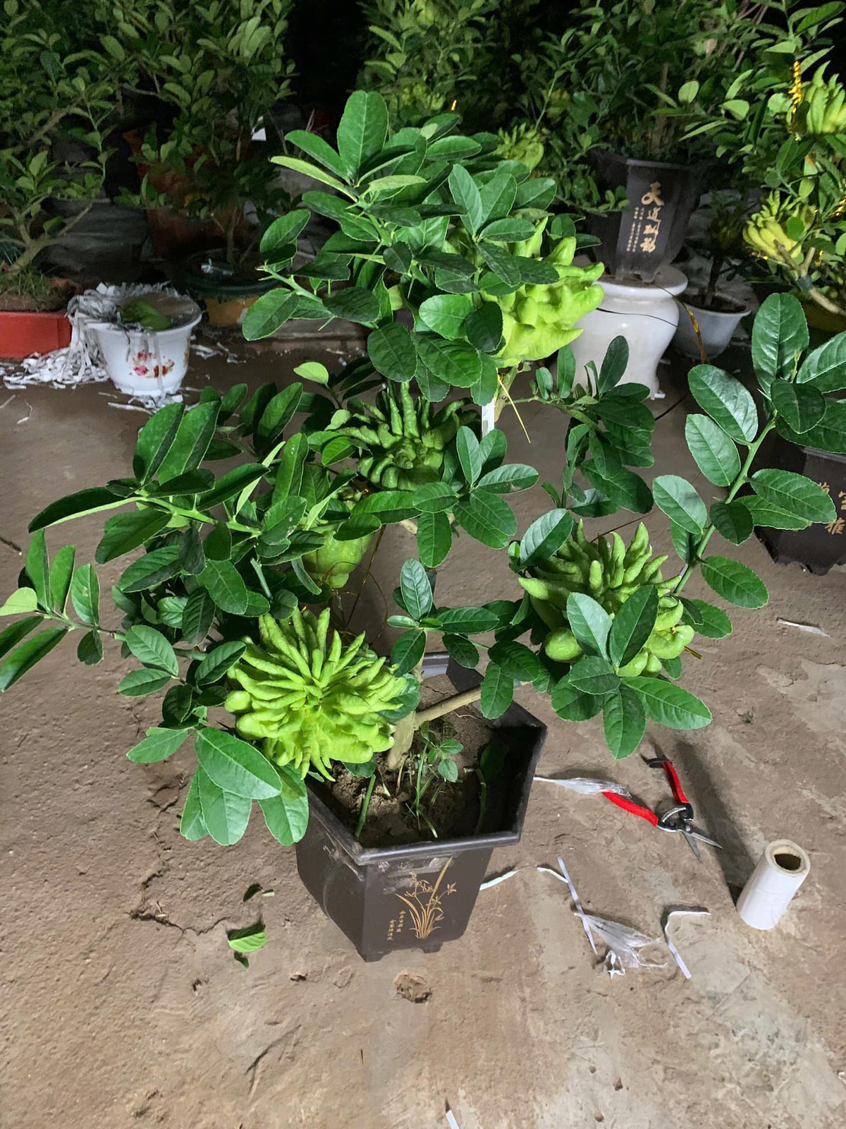 Vào dịp Tết Nguyên, nhu cầu của người tiêu dùng tăng cao đột biến cũng đẩy giá thành lên cao. Ảnh: Facebook