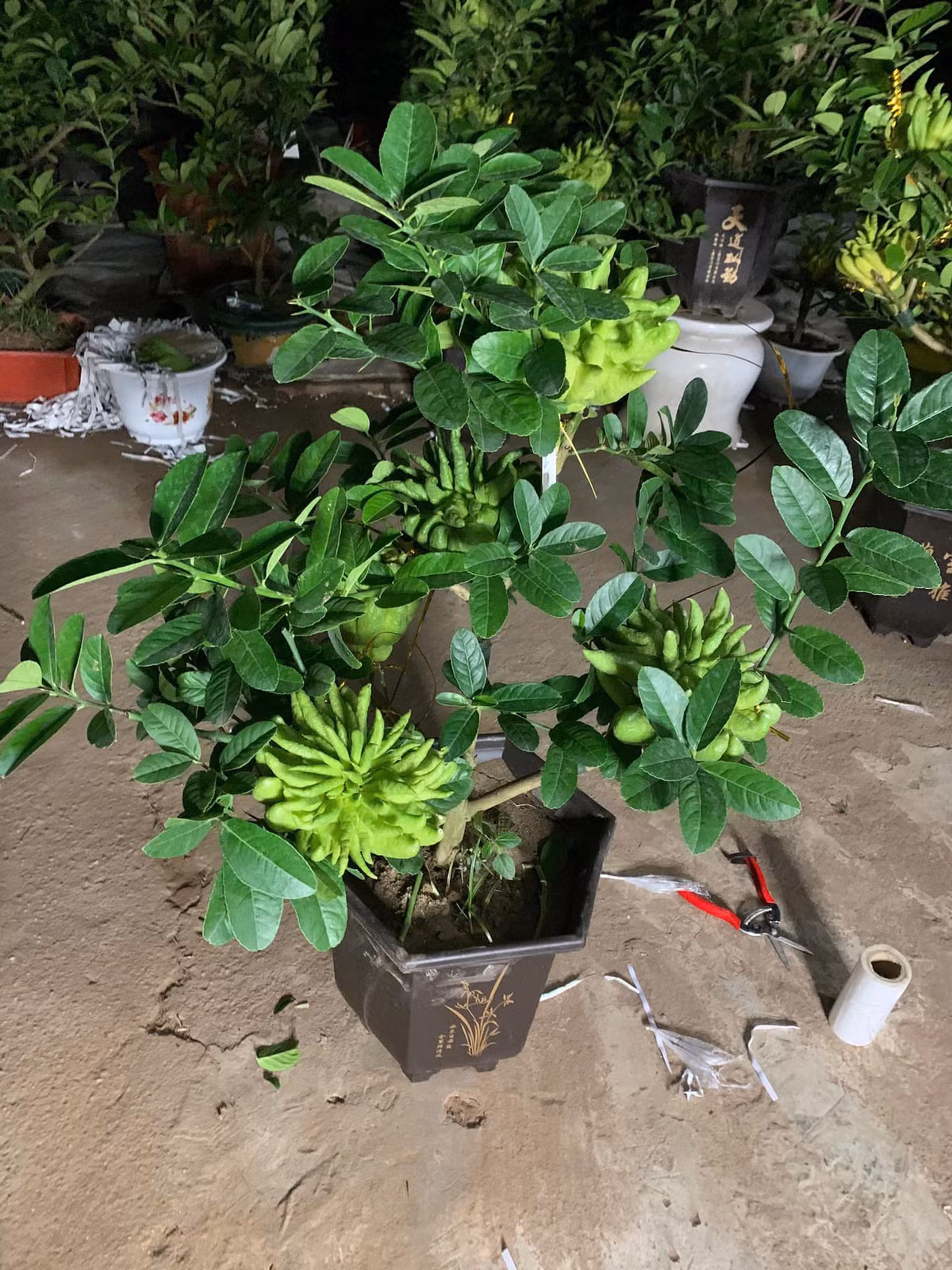 Vào dịp Tết Nguyên, nhu cầu của người tiêu dùng tăng cao đột biến cũng đẩy giá thành lên cao. Ảnh: Facebook