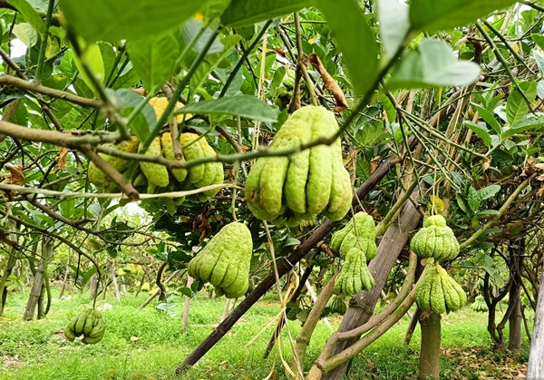 Do ảnh hưởng của cơn bão số 3, nhiều nhà vườn trồng phật thử bị hư hỏng nên số lượng cung cấp ra thị trường không nhiều. Ảnh: Dân Việt