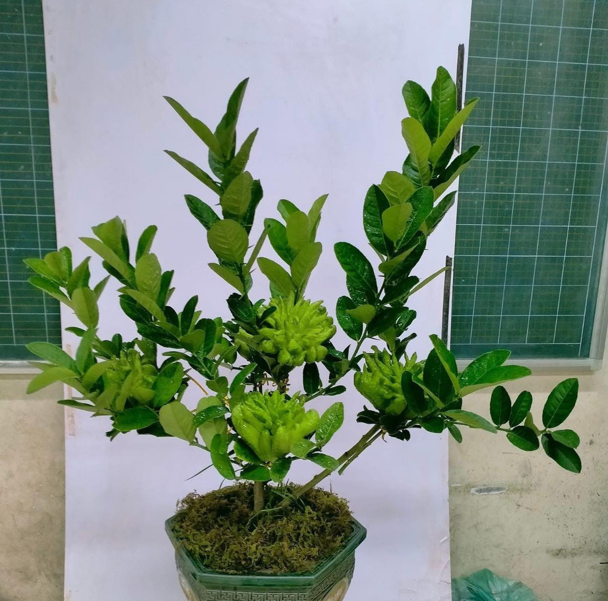 Hơn nữa, việc chăm sóc và nuôi dưỡng một cây phật thủ bonsai đòi hỏi thời gian và công sức lớn. Ảnh: Facebook