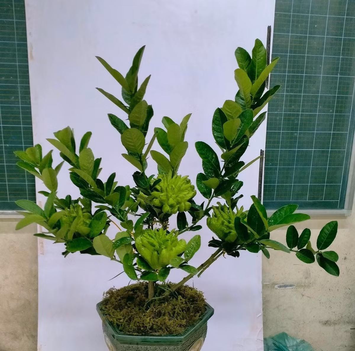 Hơn nữa, việc chăm sóc và nuôi dưỡng một cây phật thủ bonsai đòi hỏi thời gian và công sức lớn. Ảnh: Facebook