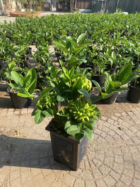 Một trong những lý do khiến phật thủ bonsai khó mua trên thị trường là số lượng hàng hóa khan hiếm. Ảnh: Facebook