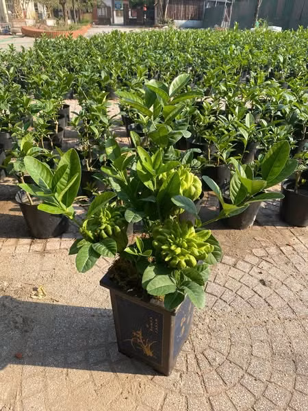 Một trong những lý do khiến phật thủ bonsai khó mua trên thị trường là số lượng hàng hóa khan hiếm. Ảnh: Facebook