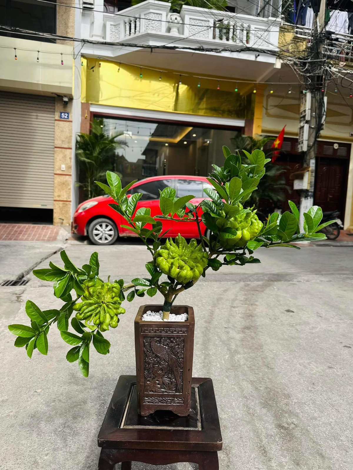 Những cây phật thủ nhiều quả hơn, quả to đẹp hơn giá cao hơn, có thể lên đến vài triệu đồng/cây. Ảnh: FB Bắp Ngô