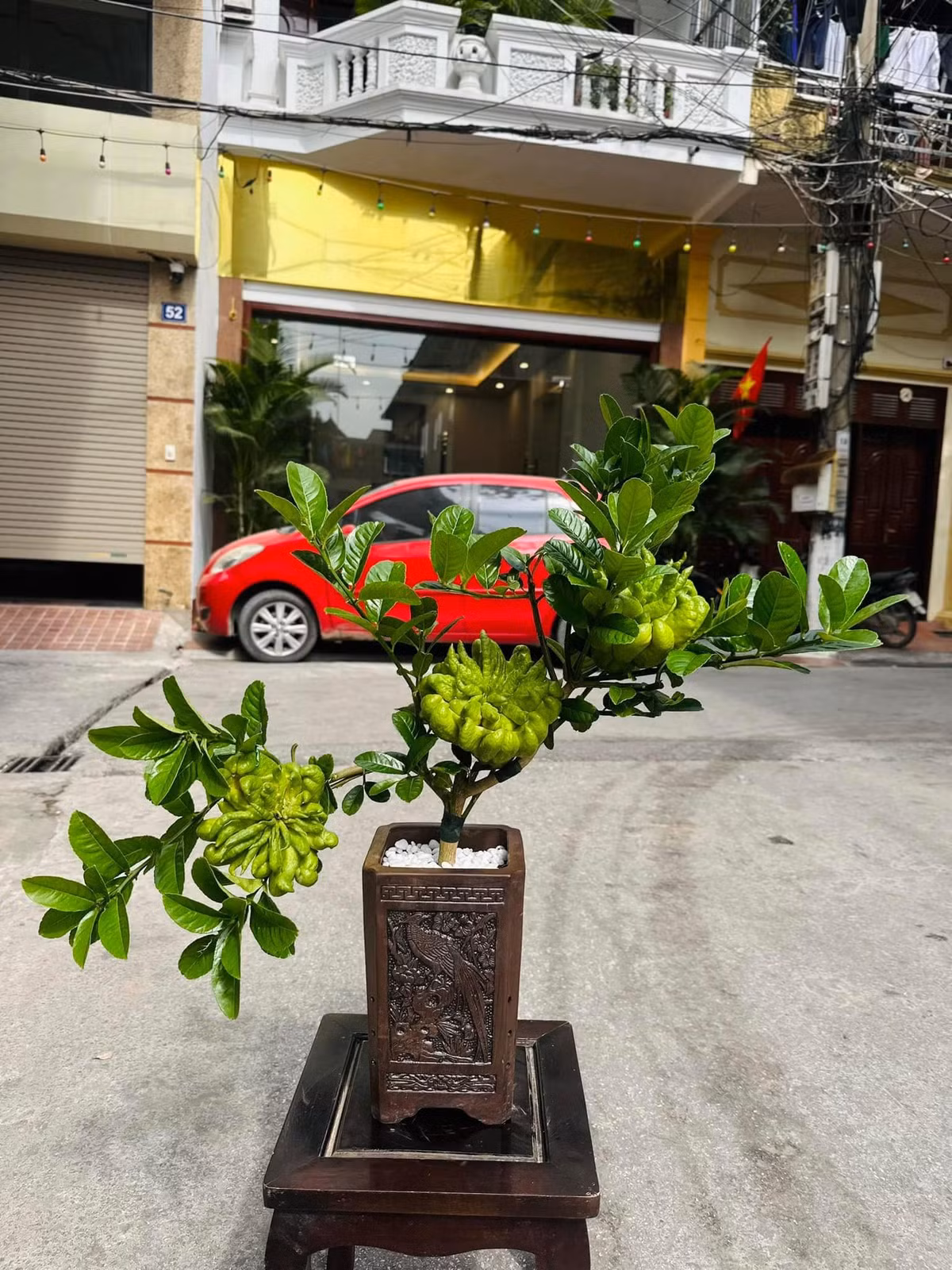 Những cây phật thủ nhiều quả hơn, quả to đẹp hơn giá cao hơn, có thể lên đến vài triệu đồng/cây. Ảnh: FB Bắp Ngô