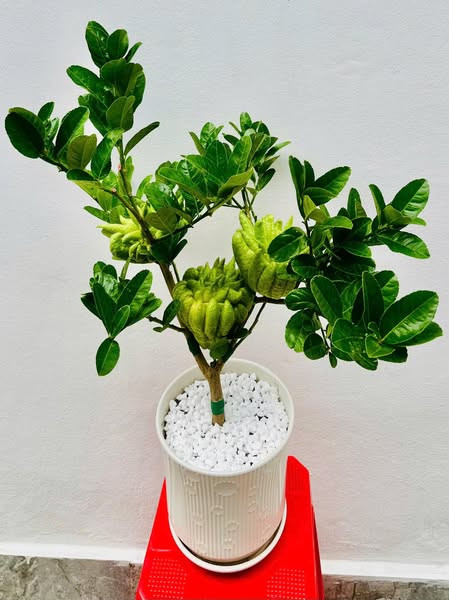 Tuy nhiên, loại phật thủ bonsai này rất hiếm, có tiền chưa chắc đã mua được. Ảnh: Hường Lập